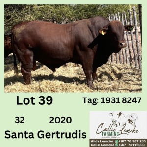 1X SANTA GERTRUDIS BULL CALLIE LEMCKE