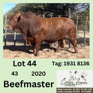 1X BEEFMASTER BULL CALLIE LEMCKE