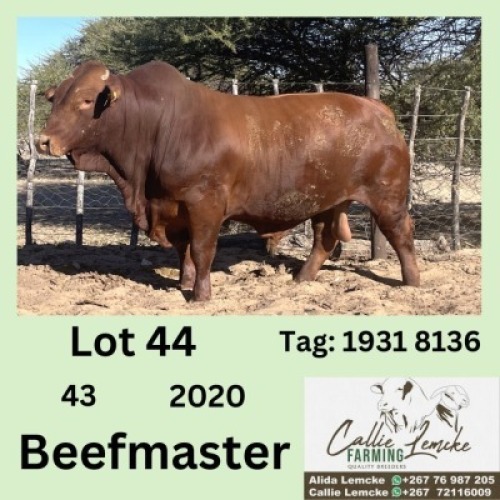 1X BEEFMASTER BULL CALLIE LEMCKE
