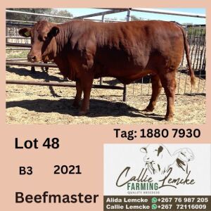 1X BEEFMASTER HEIFER CALLIE LEMCKE