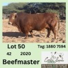 1X BEEFMASTER BULL CALLIE LEMCKE