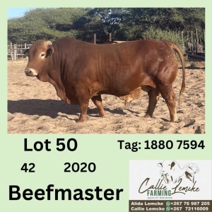 1X BEEFMASTER BULL CALLIE LEMCKE