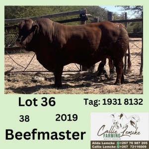 1X BEEFMASTER BULL CALLIE LEMCKE