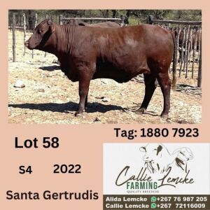 1X SANTA GERTRUDIS HEIFER CALLIE LEMCKE