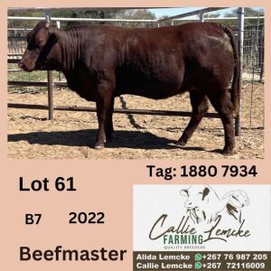 1X BEEFMASTER HEIFER CALLIE LEMCKE