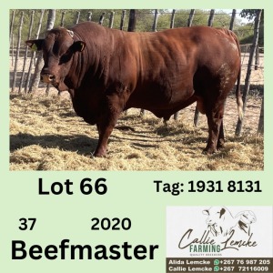 1X BEEFMASTER BULL CALLIE LEMCKE