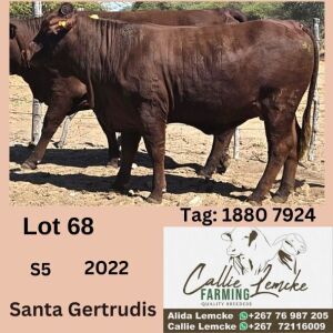 1X SANTA GERTRUDIS HEIFER CALLIE LEMCKE