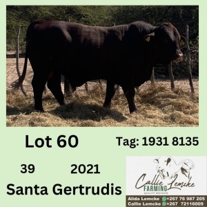 1X SANTA GERTRUDIS BULL CALLIE LEMCKE