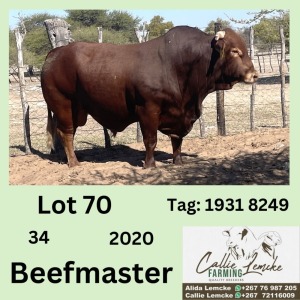 1X BEEFMASTER BULL CALLIE LEMCKE