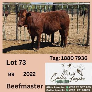 1X BEEFMASTER HEIFER CALLIE LEMCKE