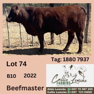 1X BEEFMASTER HEIFER CALLIE LEMCKE