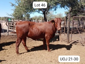 1X SANTA GERTRUDIS HEIFER TRIPLE-S STUD