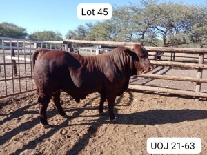 1X SANTA GERTRUDIS BULL TRIPLE-S STUD