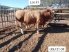 1X SIMMENTALER BULL TRIPLE-S STUD