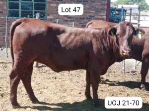 1X SANTA GERTRUDIS HEIFER TRIPLE-S STUD