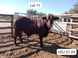 1X SANTA GERTRUDIS BULL TRIPLE-S STUD