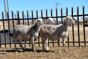 LOT 44 X 3 OOI/EWE BADEVEEN TRUST KUDDE