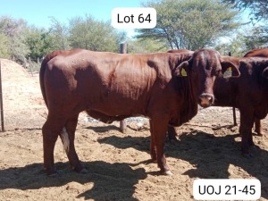 1X SANTA GERTRUDIS HEIFER TRIPLE-S STUD