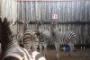 5 X ZEBRA V/F:4 VUL -GRATIS TSWENYANE (PER STUK OM LOT TE NEEM) - 2