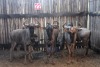 5 X BLOUWILDEBEES M:1 V/F:3 1 KALF TSWENYANE (PER STUK OM LOT TE NEEM)