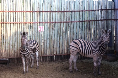 2 X ZEBRA M:2 MBWB 1 (PER STUK OM LOT TE NEEM)