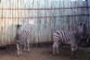 2 X ZEBRA M:2 MBWB 1 (PER STUK OM LOT TE NEEM)