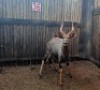 1 X NJALA M:1 23&frac12;" MBWB2