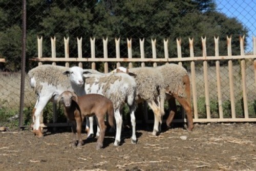 LOT 46 X 4+1 OOI/EWE BADEVEEN TRUST KUDDE