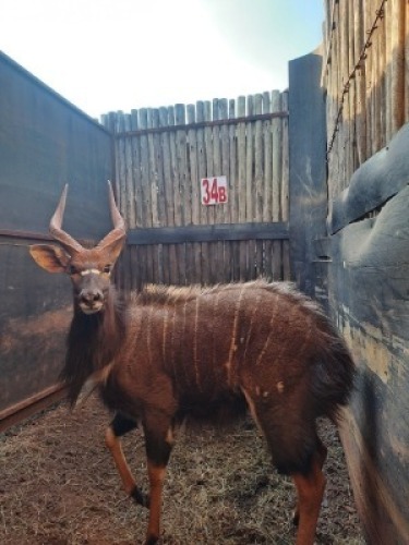 1 X NJALA M:1 20&frac12;" MBWB2