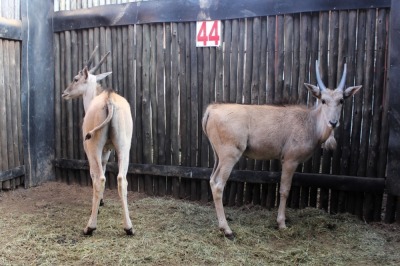 2 X ELAND M:2 TSWENYANE (PER STUK OM LOT TE NEEM)