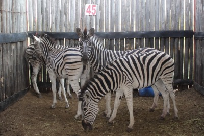 4 X ZEBRA V/F:4 TSWENYANE (PER STUK OM LOT TE NEEM)