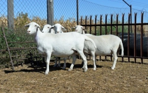 LOT 47 X 4 OOI/EWE BADEVEEN TRUST KUDDE