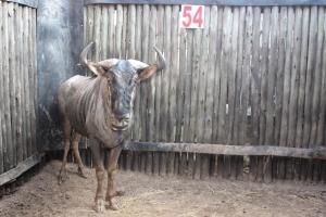 1 X BLOUWILDEBEES M:1 MBWB 7 (PER STUK OM LOT TE NEEM)