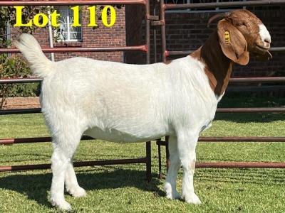 1X BOERGOAT STUD SP DOE LUKAS BURGER BOERBOKSTOET