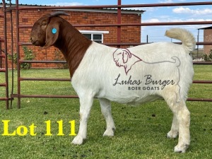 1X BOERGOAT STUD SP DOE LUKAS BURGER BOERBOKSTOET