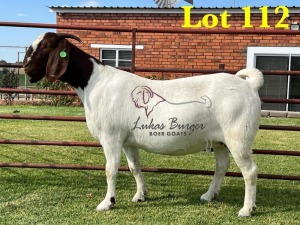 1X BOERGOAT COMMERCIAL SP DOE LUKAS BURGER BOERBOKSTOET