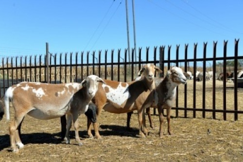 LOT 49 X 4 OOI/EWE BADEVEEN TRUST KUDDE