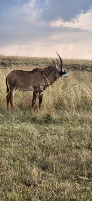 LOT K - 11 X ROAN M:1 2½JAAR - OP KATALOGUS LICHTENBURG OMGEWING BOTHA AFSLAERS (PER STUK OM LOT TE NEEM)