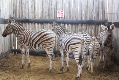 5 X ZEBRA V/F:4 VUL -GRATIS TSWENYANE (PER STUK OM LOT TE NEEM)