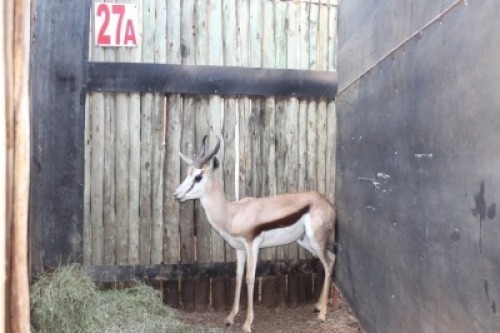 1 X SPRINGBOK M:1 11&frac14;" KROMELLENBOOG