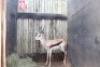 1 X SPRINGBOK M:1 11&frac14;" KROMELLENBOOG