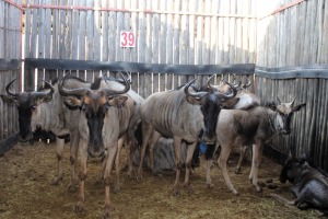 9 X BLOUWILDEBEES M: V/F:7 2X KALF TSWENYANE (PER STUK OM LOT TE NEEM)