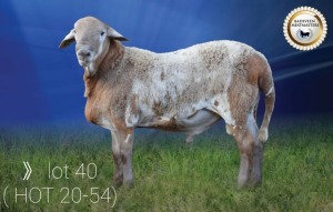 LOT 40 X 1 RAM BADEVEEN TRUST KUDDE