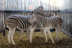 2 X ZEBRA M:1 V/F:1 TSWENYANE (PER STUK OM LOT TE NEEM)