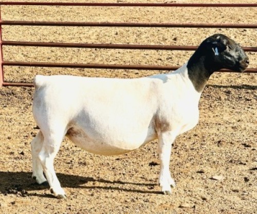 1X WHITE DORPER T5 EWE KOWIE DE WITT WIT DORPERS