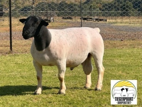 1X DORPER T5 RAM TIEGERPOORT DORPERS