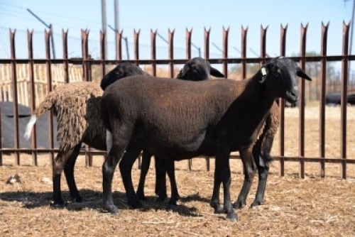 LOT 43 X 3 OOI/EWE BADEVEEN TRUST KUDDE