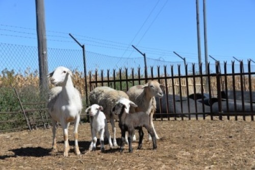 LOT 50 X 3+2 OOI/EWE BADEVEEN TRUST KUDDE