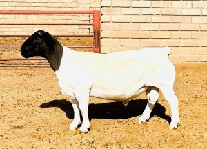 1X DORPER T4 RAM KOWIE DE WITT DORPERS