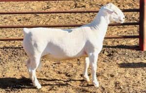 1X WHITE DORPER T3 RAM KOWIE DE WITT WIT DORPERS